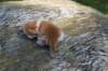 debird04241582026104_small.jpg