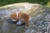 debird04241582026105_small.jpg