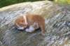 debird04241582026106_small.jpg