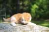 debird0424158202610_small.jpg