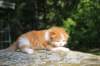 debird0424158202619_small.jpg