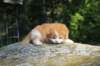 debird0424158202624_small.jpg