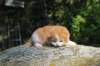 debird0424158202625_small.jpg