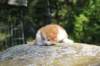debird0424158202627_small.jpg