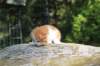 debird0424158202629_small.jpg