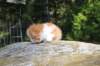 debird0424158202630_small.jpg