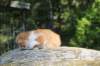 debird0424158202633_small.jpg