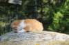 debird0424158202634_small.jpg
