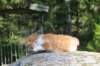 debird0424158202637_small.jpg