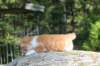 debird0424158202638_small.jpg