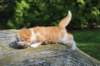 debird0424158202644_small.jpg