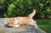 debird0424158202645_small.jpg