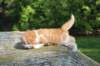 debird0424158202646_small.jpg