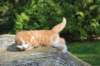 debird0424158202649_small.jpg