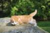 debird0424158202650_small.jpg