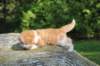 debird0424158202652_small.jpg