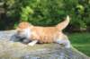 debird0424158202654_small.jpg