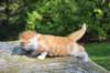 debird0424158202656_small.jpg