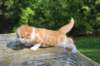 debird0424158202658_small.jpg