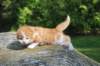 debird0424158202659_small.jpg
