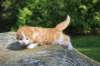 debird0424158202660_small.jpg