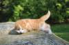 debird0424158202661_small.jpg