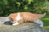 debird0424158202679_small.jpg