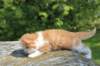debird0424158202681_small.jpg