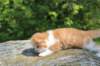 debird0424158202682_small.jpg
