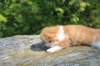 debird0424158202684_small.jpg