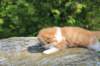 debird0424158202685_small.jpg