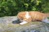debird0424158202686_small.jpg