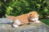 debird0424158202691_small.jpg