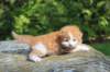debird0424158202692_small.jpg