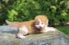debird0424158202693_small.jpg
