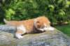 debird0424158202696_small.jpg