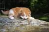 debird042415820269_small.jpg