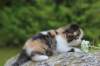 deborahf0323168202614_small.jpg