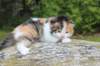 deborahf032316820263_small.jpg