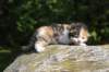 deborahsibf0323158202611_small.jpg