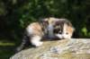 deborahsibf0323158202613_small.jpg