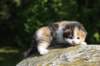 deborahsibf0323158202614_small.jpg