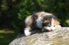 deborahsibf0323158202615_small.jpg