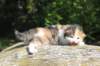 deborahsibf0323158202618_small.jpg