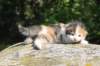 deborahsibf0323158202619_small.jpg