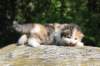 deborahsibf0323158202621_small.jpg