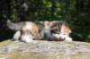 deborahsibf0323158202622_small.jpg
