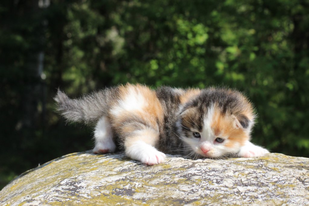 deborahsibf0323158202627.jpg