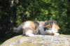deborahsibf0323158202629_small.jpg