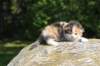 deborahsibf032315820262_small.jpg